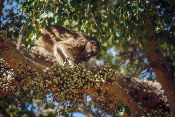 Chacma baboon eating fruit in a tree in Kruger National park, South Africa ; Specie Papio ursinus family of Cercopithecidae