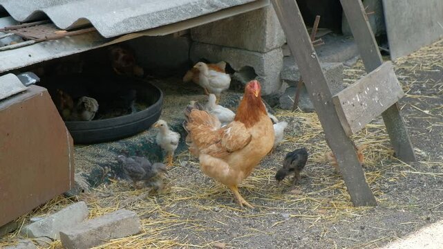 chicken farm poultry farm 2024