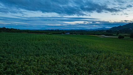 Aerial view of A beautiful view of a long, colorful mountain range and a sunflower field under a bright sunset sky. This image captures the natural beauty, tranquility and charm of the countryside.