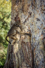 Obraz premium Chacma baboon climbing a tree with nice bark in Kruger National park, South Africa ; Specie Papio ursinus family of Cercopithecidae