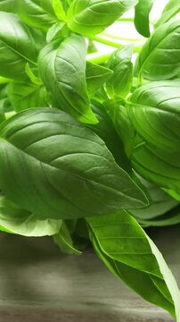 basilic frais, en gros plan, isol&eacute; sur un fond blanc