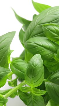 basilic frais, en gros plan, isol&eacute; sur un fond blanc