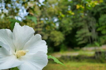 Close up of a White Hibiscus with a fully developed pistil