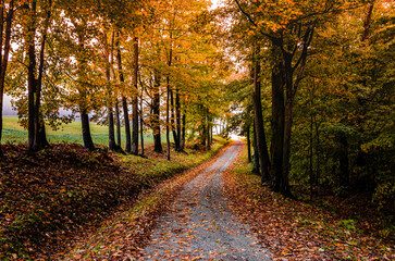 Obraz premium Vermont back winding road up though colorful fall foliage trees. 