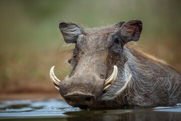 Common warthog portrait bathing in waterhole in Kruger National park, South Africa ; Specie...