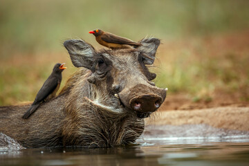 Common warthog portrait with oxpecker on the head  in Kruger National park, South Africa ; Specie...