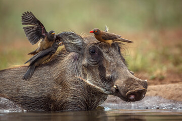 Common warthog portrait with oxpecker on the head  in Kruger National park, South Africa ; Specie...