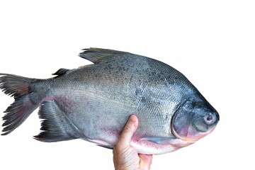 Wild Tambaqui fish Colossoma macropomum traditional Brazilian freshwater fish from the Amazon and Pantanal.