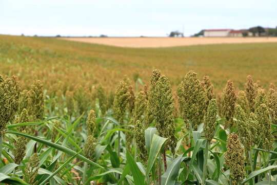 Raw Ripe millet crops in the field agriculture landscape view in France, Europe