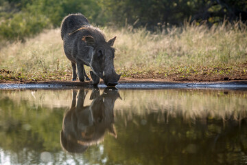 Common warthog  walking to waterhole with reflection in Kruger National park, South Africa ; Specie Phacochoerus africanus family of Suidae