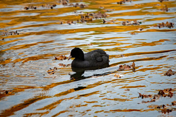Blässhuhn im Herbstwasser
