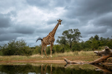 Giraffe standing along waterhole in Kruger National park, South Africa ; Specie Giraffa camelopardalis family of Giraffidae