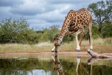 Giraffe drinking at waterhole front view in Kruger National park, South Africa ; Specie Giraffa...