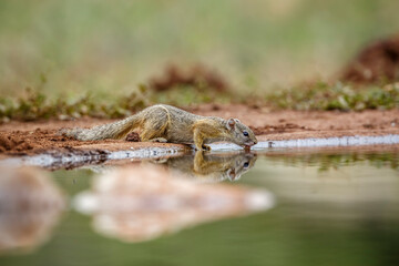 Smith bush squirrel drinking in waterhole with reflection in Kruger National park, South Africa ; Specie Paraxerus cepapi family of Sciuridae