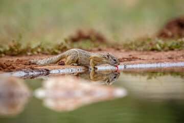 Smith bush squirrel drinking in waterhole with reflection in Kruger National park, South Africa ; Specie Paraxerus cepapi family of Sciuridae