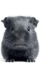 Obraz premium A close-up of a black guinea pig with a curious expression.