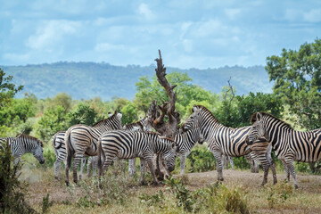 Obraz premium Small group of Plains zebras in green savannah in Kruger National park, South Africa ; Specie Equus quagga burchellii family of Equidae