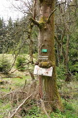 tree with overgrown shield in czech republic