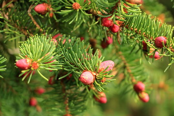 blooming red pine cones on the branches of a spruce