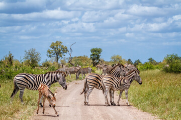 Obraz premium Small group of Plains zebras with calf on safari road in Kruger National park, South Africa ; Specie Equus quagga burchellii family of Equidae