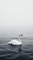 Fototapeta premium A serene swan glides gracefully across a calm, misty water surface.