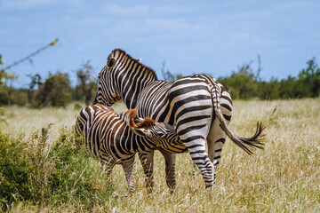 Plains zebra calf suckling mother in Kruger National park, South Africa ; Specie Equus quagga...
