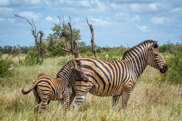 Plains zebra baby animal with mother in Kruger National park, South Africa ; Specie Equus quagga burchellii family of Equidae
