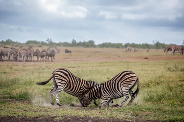 Two Plains zebras fighting in savannah in Kruger National park, South Africa ; Specie Equus quagga burchellii family of Equidae