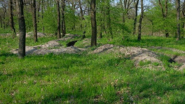 forest in spring 2024 2023 strit