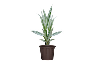 Arundo donax or Spanish cane plant seeding in pots isolated on white background