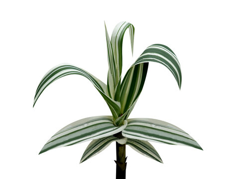 Arundo donax or Spanish cane plant isolated on white background