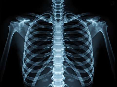 Human circulatory system with heart and major blood vessels inside the skeleton.