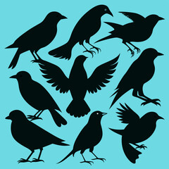 silhouettes of birds