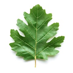 Fototapeta premium A vibrant green leaf, showcasing intricate veins and a natural texture, on a white isolated background.