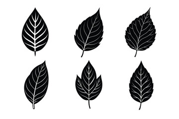 Obraz premium set of leaves isolated