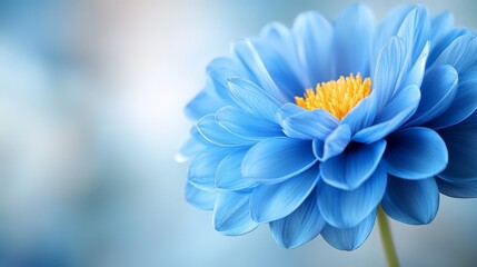 Fototapeta premium A close up of a blue flower with a yellow center