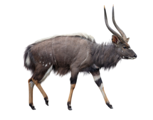 Nyala antelope. Male horned Tragelaphus angasi isolated on white, transparent