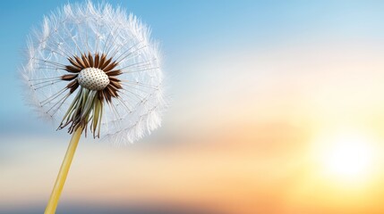 A dandelion with the sun setting in the background