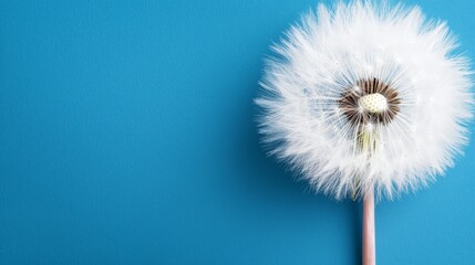 Fototapeta premium A dandelion on a blue background