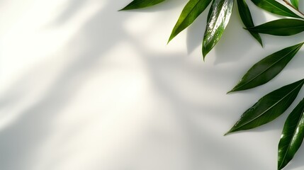 Fototapeta premium green leaves on a white background