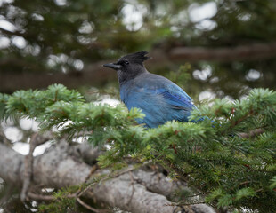 Mount Rainer Blue Bird