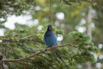 Mount Rainer Blue Bird
