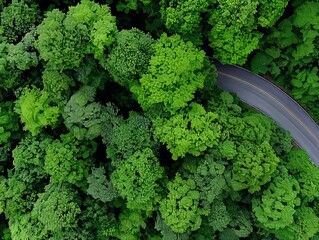 A winding road in the middle of a lush green forest