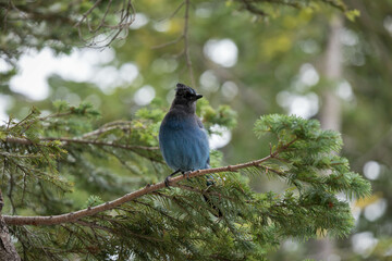 Mount Rainer Blue Bird