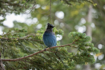 Mount Rainer Blue Bird
