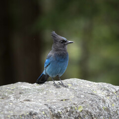 Mount Rainer Blue Bird