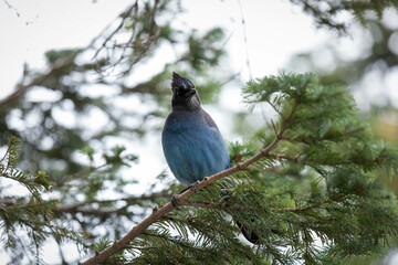 Mount Rainer Blue Bird