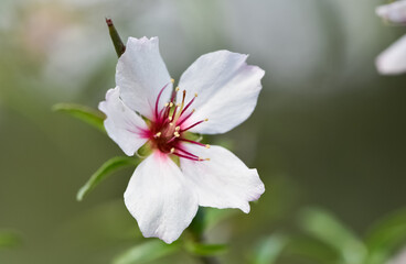 Photos of almond trees and almond flowers