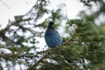 Mount Rainer Blue Bird