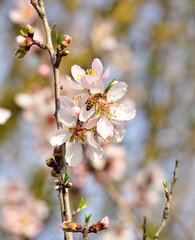 Photos of almond trees and almond flowers